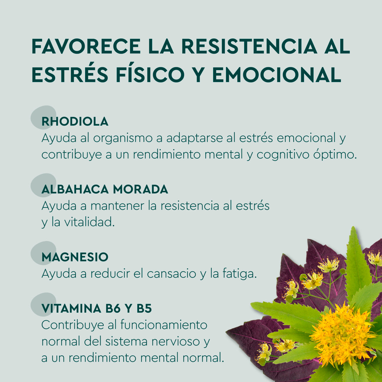 Kneipp Stress Balance (x30 tablets) - Healtsy