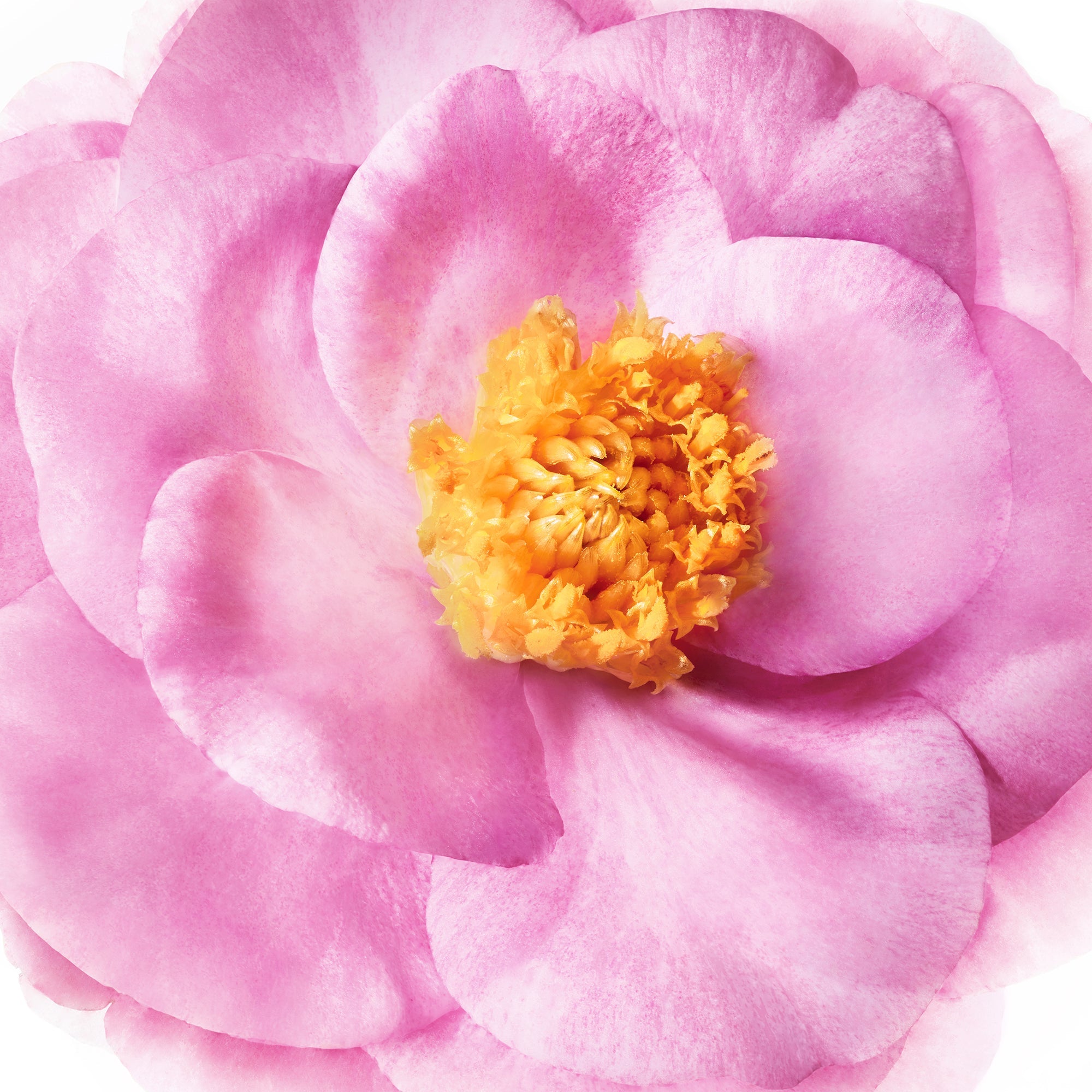 Nuxe Hair Prodigieux Mirror Shine Shampoo - 200ml – Buy Now at Healtsy